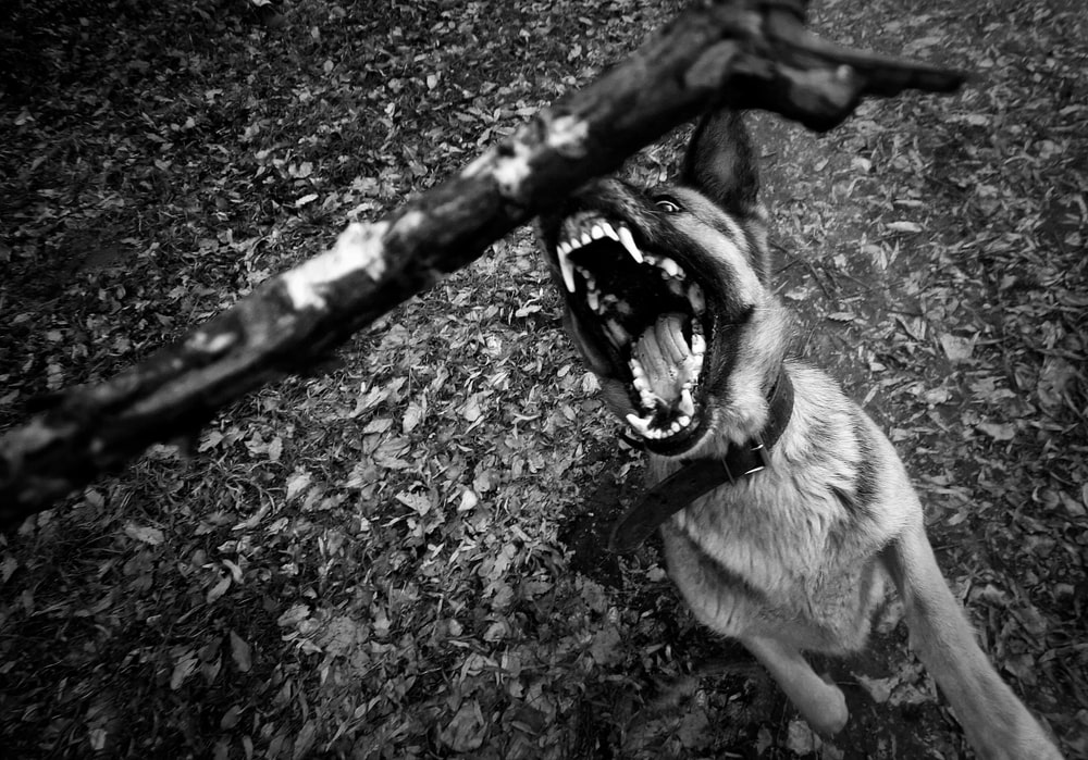 dog bite lawyer Fort Lauderdale, FL