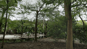 Flamingo Gardens Fort Lauderdale FL