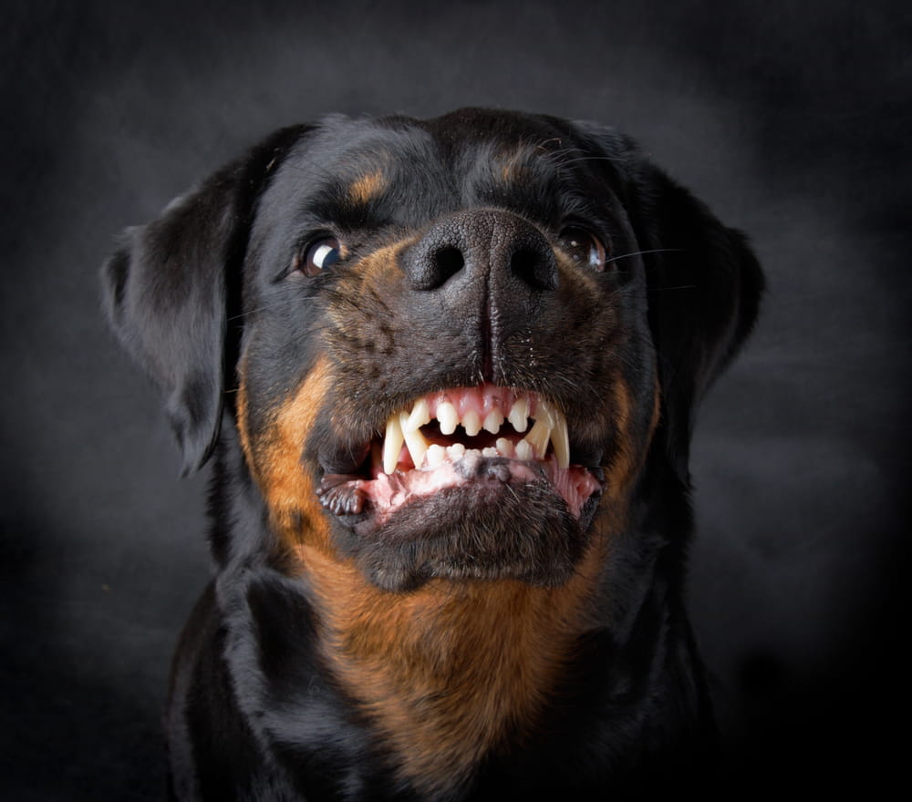 dog bite lawyer Coral Springs, FL